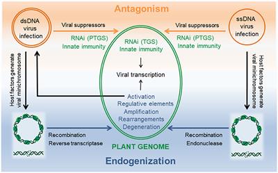 Editorial: DNA virus and host plant interactions from antagonism to endogenization